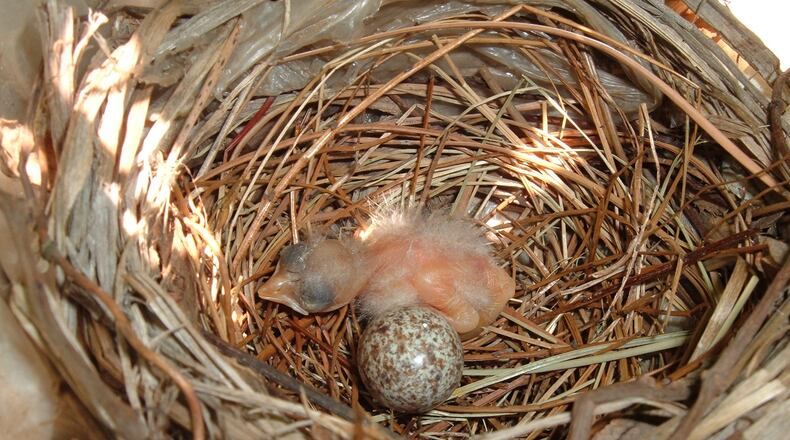 A newborn cardinal hatchling lies next to an unhatched egg in a nest. The scene is similar to one this week in an Atlanta yard where a cracked egg with an emerging hatchling was returned to its nest after it had fallen to the ground. PASONS1/CREATIVE COMMONS