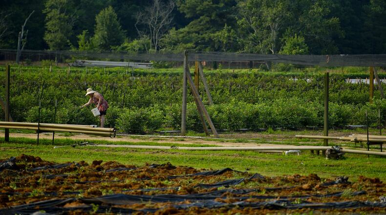 D.J. Shaw picks blueberries at Adams Farms in Fayetteville on Friday, June 15, 2012. Contributed: Jonathan Phillips Special
