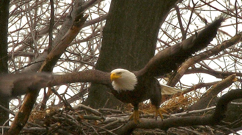 A bald eagle takes off from its nest. The bald eagle builds the largest nest of any bird in North America. (Bill Buchanan/U.S. Fish and Wildlife Service)