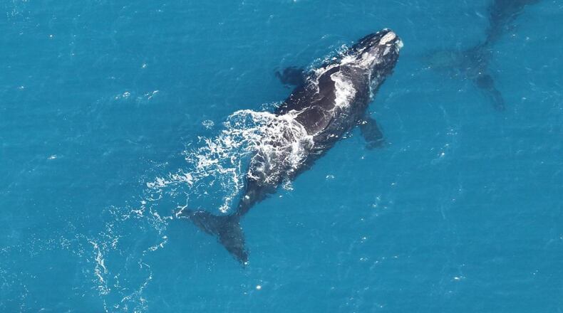 The female North Atlantic right whale named Punctuation (center) was last seen off the Georgia coast last February, when this photo was taken. She was killed in June in Canada’s Gulf of St. Lawrence when she collided with a ship. CONTRIBUTED BY GEORGIA DEPARTMENT OF NATURAL RESOURCES