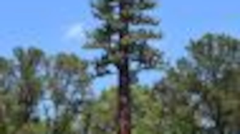 A tree-shaped “monopine” cellphone tower has been approved for installation at Peachtree City’s Riley Field. Photo by Jill Howard Church for the AJC