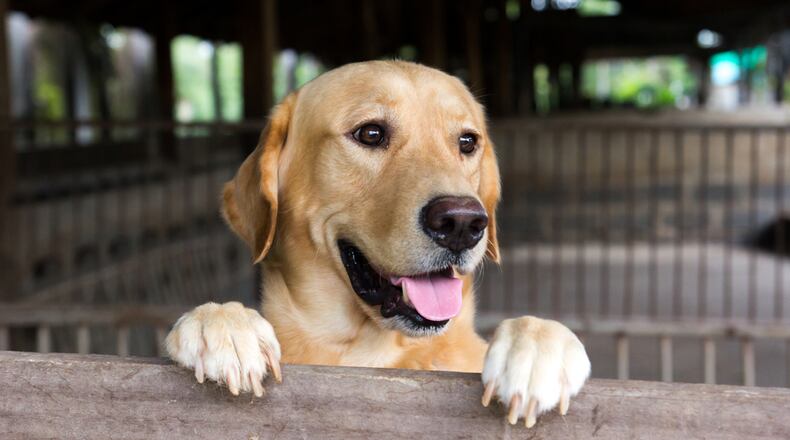 The Labrador Retriever continues its reign as the top dog in Dayton, according to county dog license registration data. CONTRIBUTED