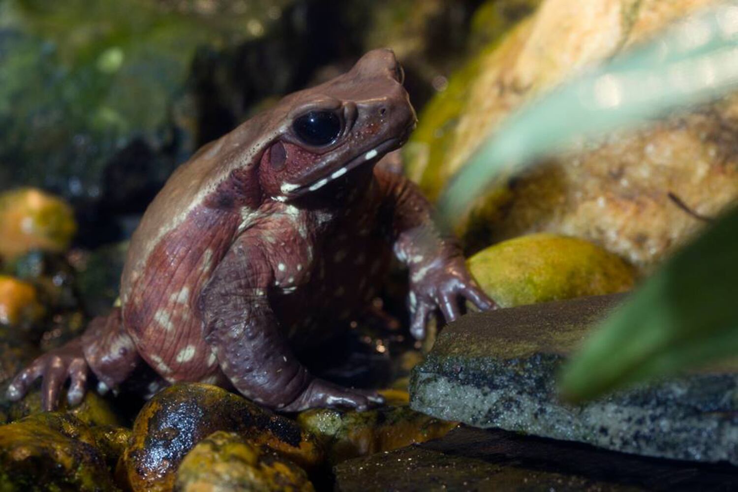 toad
