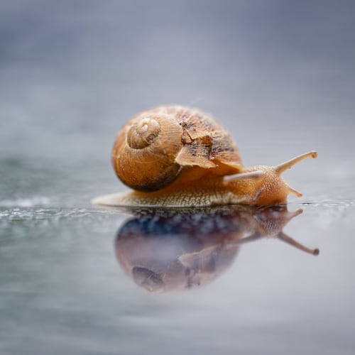 Snails are at the center of this viral skincare trend. (Uwe Anspach/picture alliance via Getty Images)