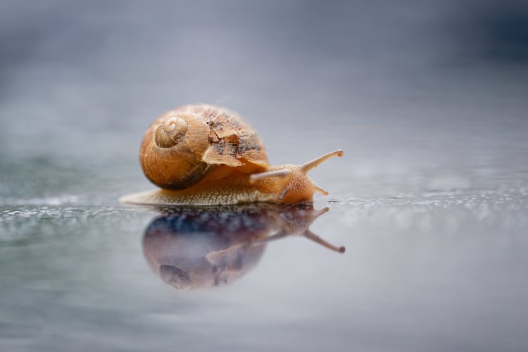 Snails are at the center of this viral skincare trend. (Uwe Anspach/picture alliance via Getty Images)