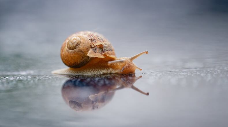 Snails are at the center of this viral skincare trend. (Uwe Anspach/picture alliance via Getty Images)