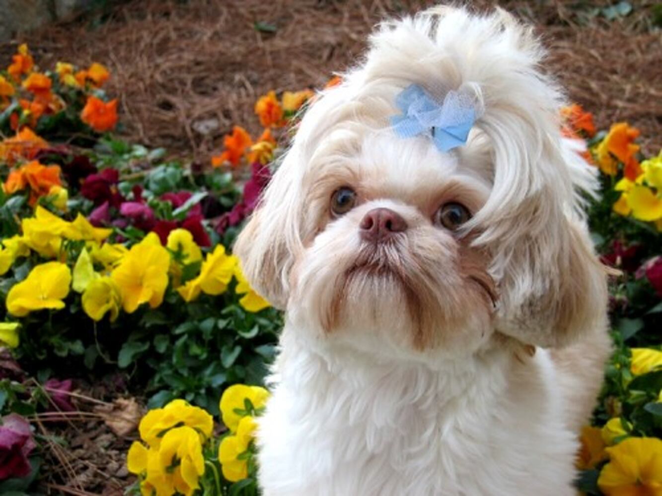 Cutest pets
