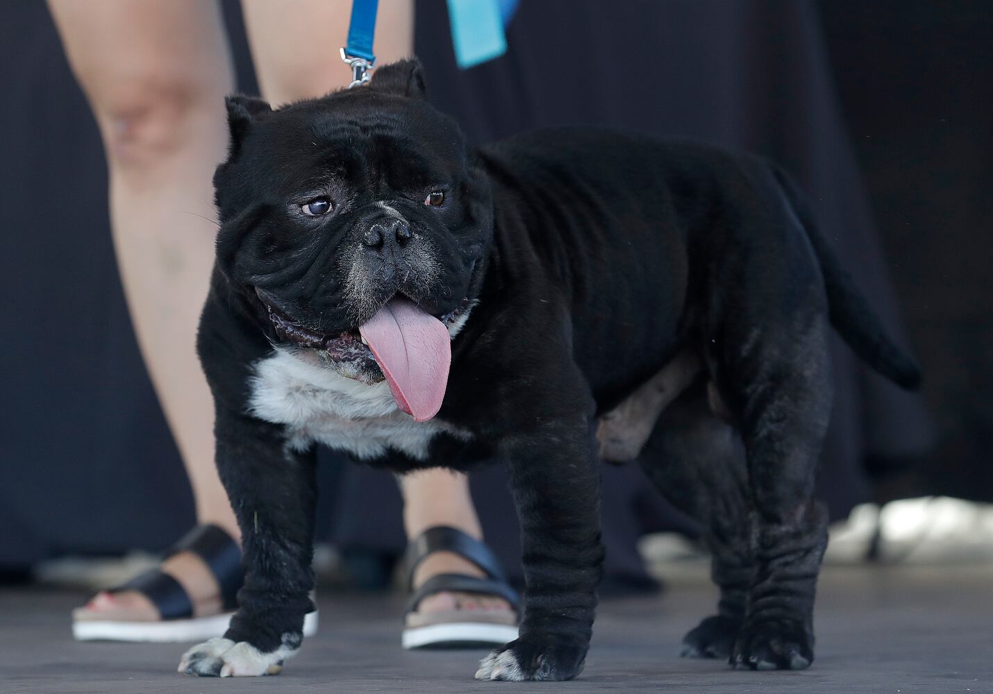 Photos: Zsa Zsa the English bulldog wins World's Ugliest Dog Contest