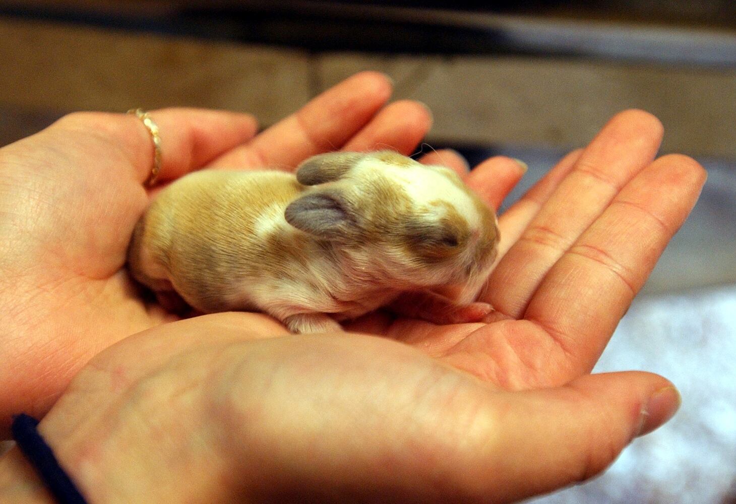 Awkward animal babies
