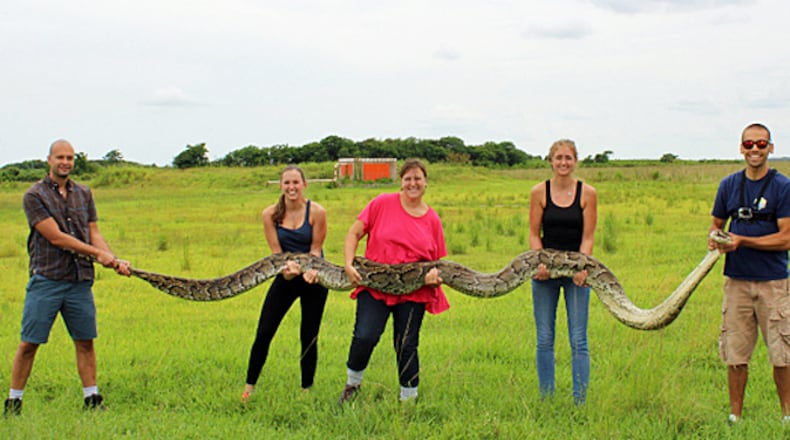 Python found in Everglades