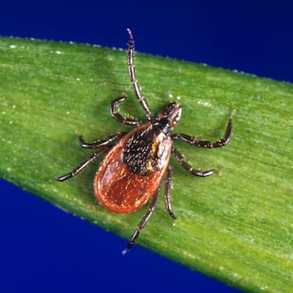 This undated photo provided by the U.S. Centers for Disease Control and Prevention shows a blacklegged tick, also known as a deer tick. (CDC via AP)