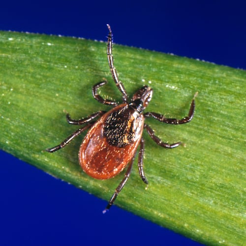 This undated photo provided by the U.S. Centers for Disease Control and Prevention shows a blacklegged tick, also known as a deer tick. (CDC via AP)