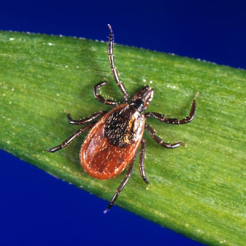 FILE - This undated photo provided by the U.S. Centers for Disease Control and Prevention shows a blacklegged tick, also known as a deer tick. (CDC via AP, File)