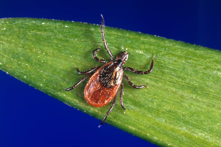 This undated photo provided by the U.S. Centers for Disease Control and Prevention shows a blacklegged tick, also known as a deer tick. (CDC via AP)