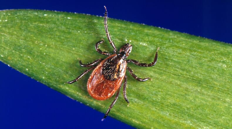 This undated photo provided by the U.S. Centers for Disease Control and Prevention shows a blacklegged tick, also known as a deer tick. (CDC via AP)