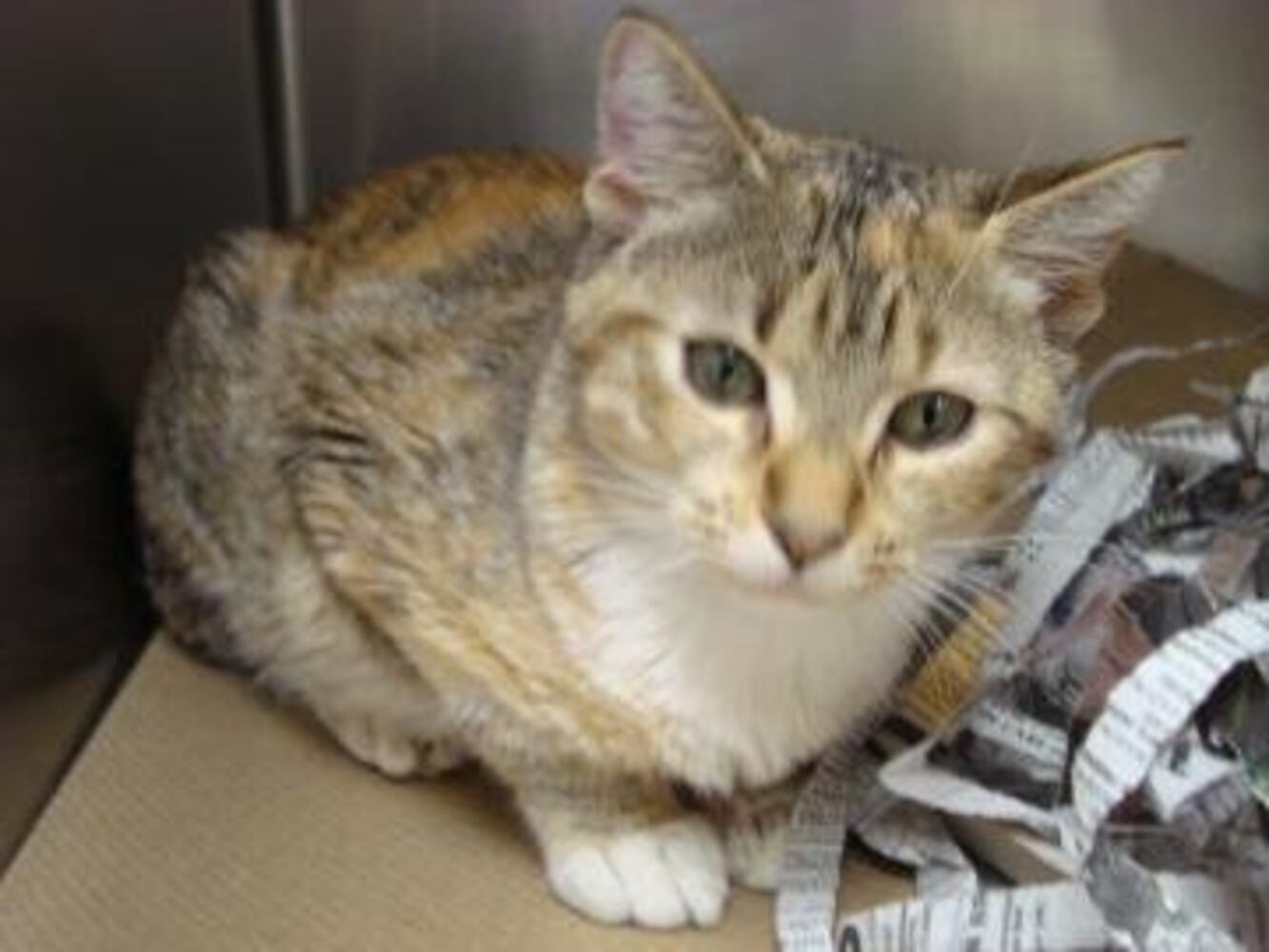 Pets for adoption from the Atlanta Humane Society