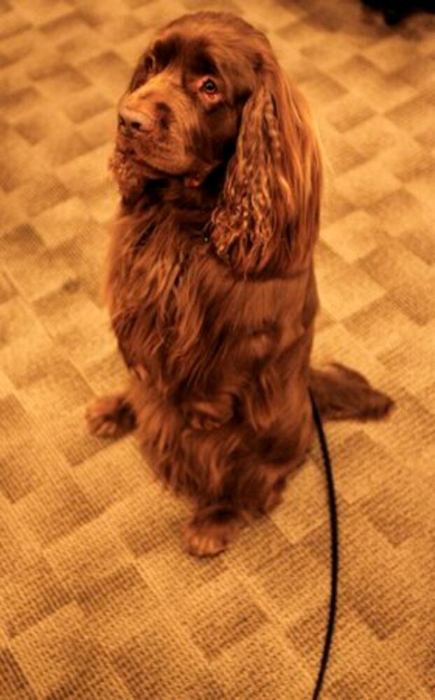 Day 1 of Westminster Dog Show in New York