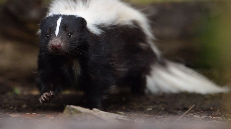 (Photo by Jeff J Mitchell/Getty Images)