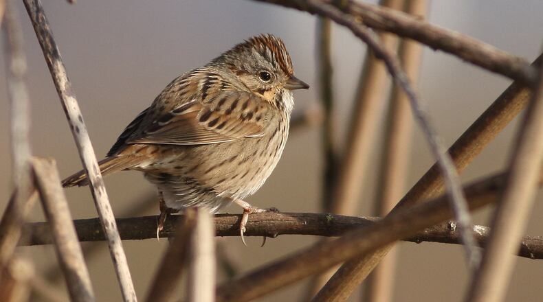 The Lincoln's sparrow, an elusive and uncommon species in Georgia, was one of the surprises seen during a recent record-setting Big Day birding effort in Georgia. (Courtesy of ADJ82/Wikipedia/Creative Commons)