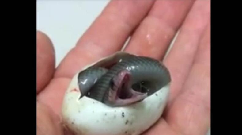 Facebook/User - AustralianReptilePark