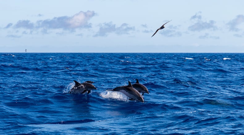 A group of Atlantic spotted dolphins in an undated image. In the wake of Hurricane Sally along the Alabama coast, six such dolphins were found dead in a Dauphin Island marsh in what experts call a "historic mass stranding." (Dreamstime/TNS)