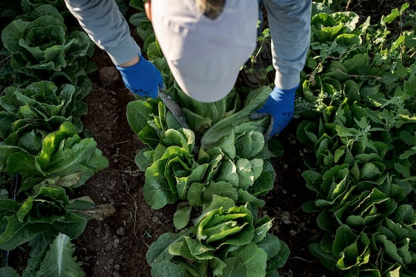 Kelly Saxer, lead farmer at Agritopia, a community nestled around a plot of agricultural land, harvests lettuce April 22, 2025, in Gilbert, Ariz. (AP Photo/Annika Hammerschlag)