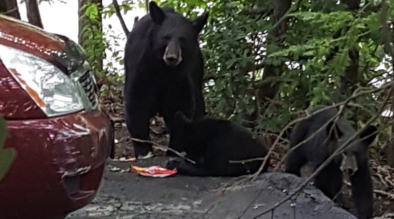 The writer gets a shot â taken from the deck of the family's cabin â of the black bear that broke into his minivan and pulled out food for her two cubs. (John Biemer/Chicago Tribune/TNS)