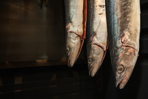 Saba (horse mackerel) and Spanish mackerel from Florida hang in Fawn's dry-aging cabinet. Courtesy of Morgan Wagoner
