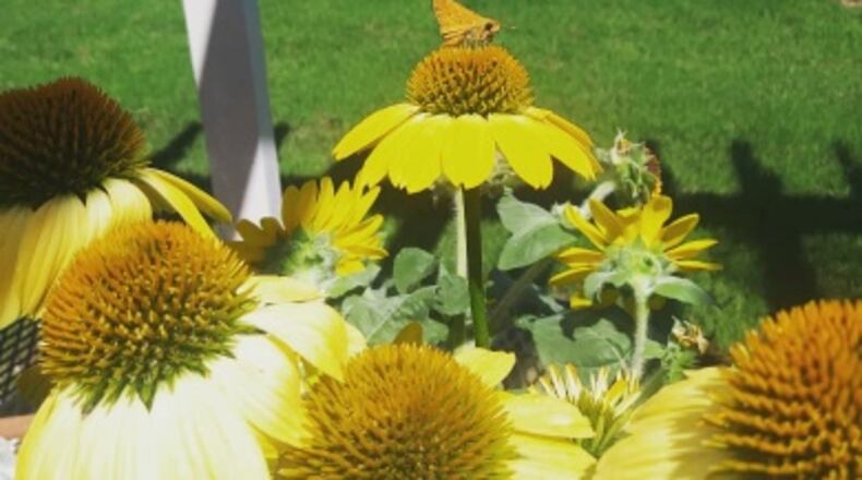 Timmie McErlean shared this photo he shot in the summer of 2019.