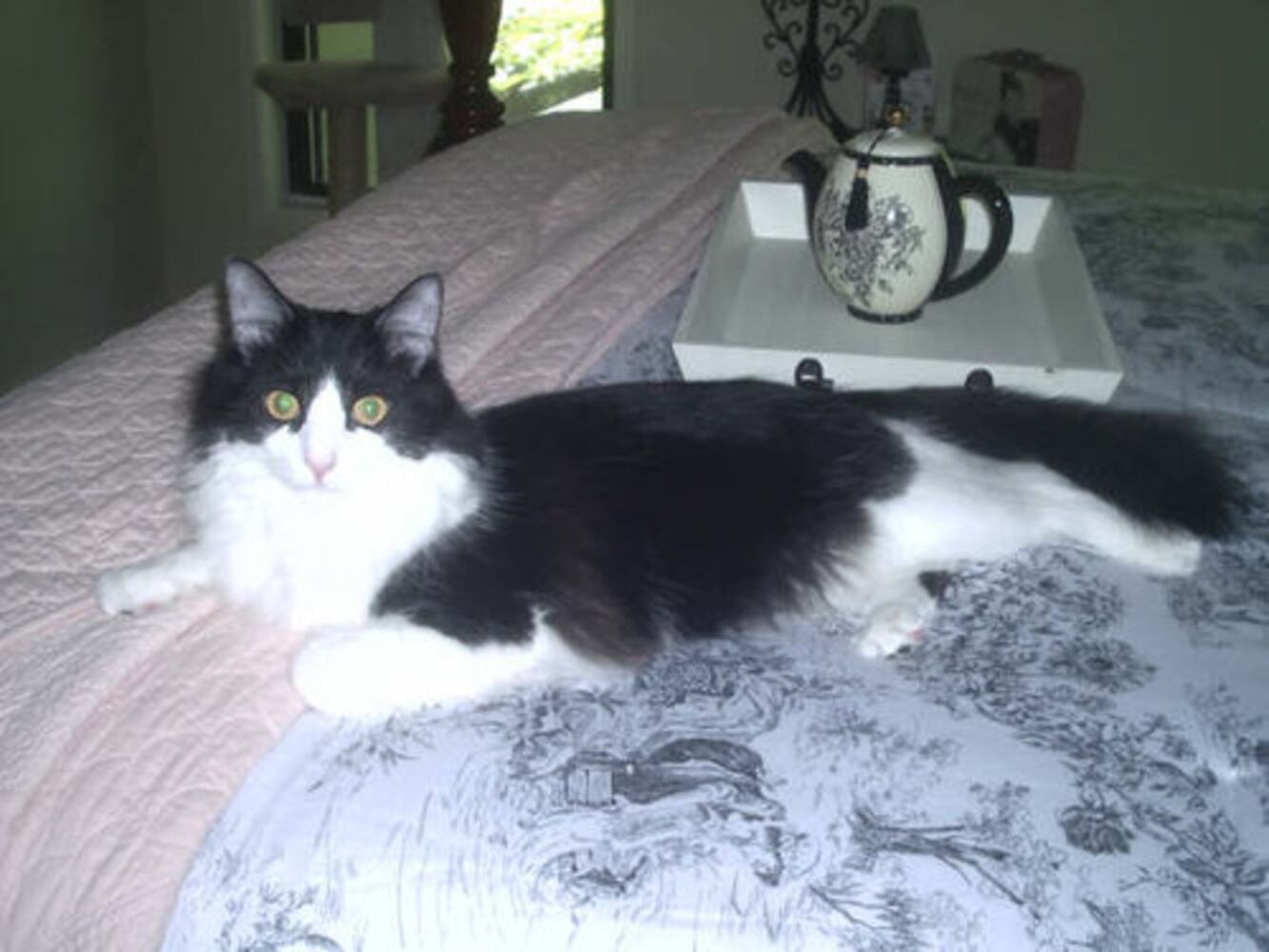 Cats Rule: Atlanta's Pampered Felines
