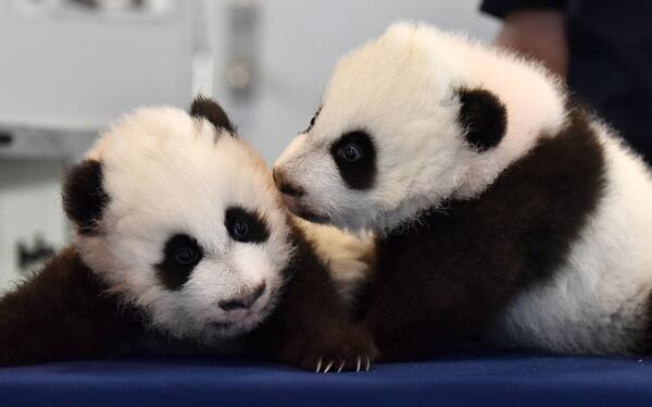 Back in December, 2016, when this photo was taken, the cubs weighed about 9 pounds each, and were still learning to walk. They’ve steadily gained, though they’ve yet to start eating solid food, not including the occasional biscuit. Using innovative techniques, keepers at Zoo Atlanta have successfully reared two sets of twins, the only zoo in the U.S. to claim that distinction. That’s Xi Lun on the left and Ya Lun on the right. HYOSUB SHIN / HSHIN@AJC.COM