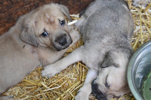 Authorites rescued 30 dogs from a LaGrange home during a hoarding investigation. The dogs will be available for adoption Monday.