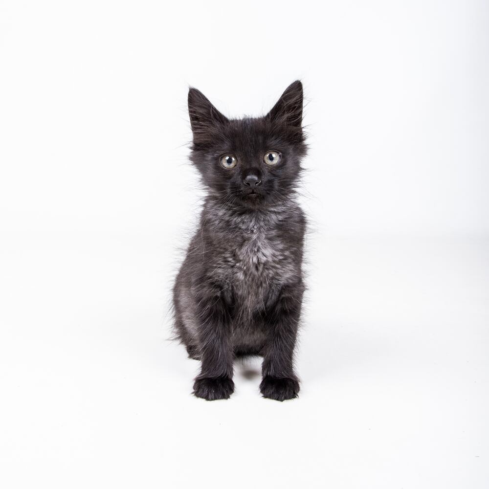 LifeLine animal shelters host free event to house 840 animals