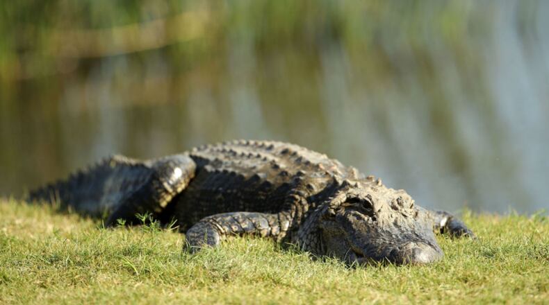 File photo. (Photo by Chris Graythen/Getty Images)