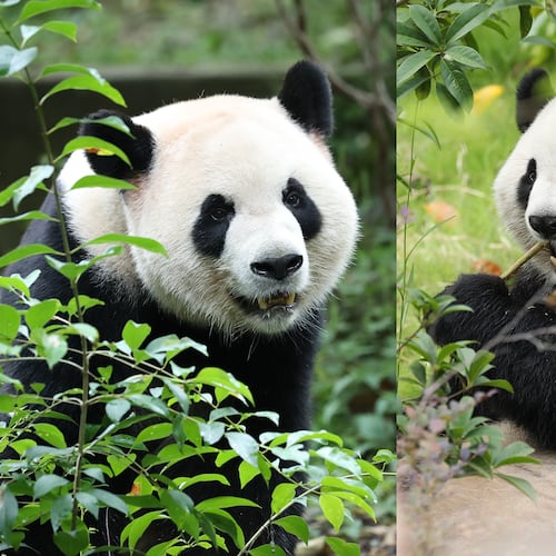 China is giving Zoo Atlanta two new giant pandas: Ping Ping and Fu Shuang. They are expected to arrive stateside later this year. (Courtesy of Chengdu Research Base of Giant Panda Breeding)