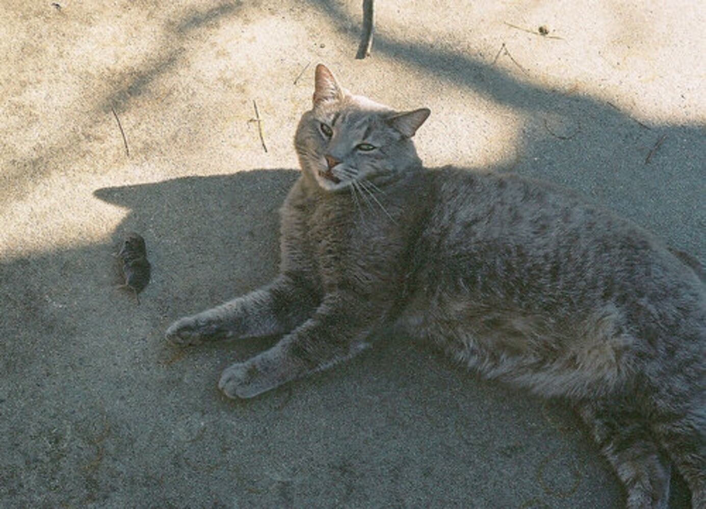 What the cat dragged in