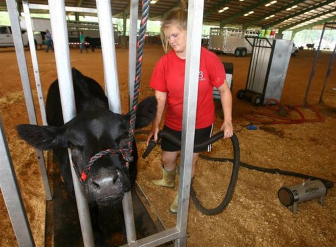 Cows on parade at Gwinnett fair