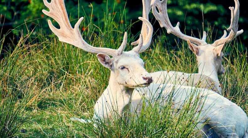 A hunter spotted a rare, albino buck while hunting in Tennessee, similar to the ones pictured here. It's illegal to shoot the animals in a few states, including Tennessee.