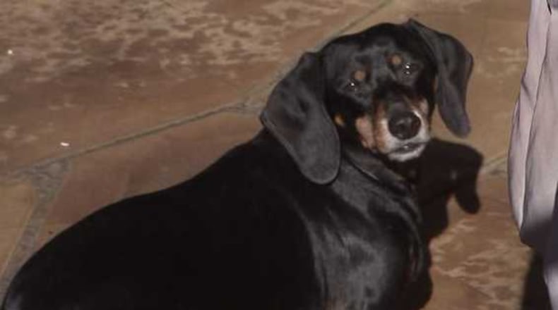 A Cobb County woman said an owl attacked one of her dogs.