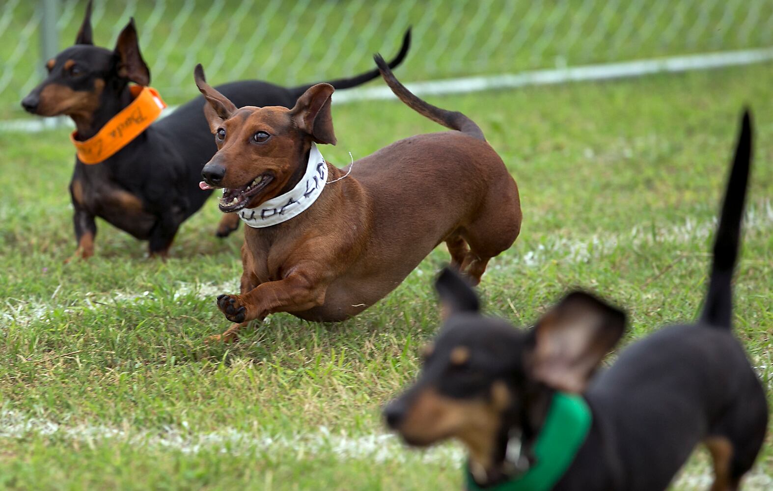 Buda Wiener Dog Race, 4.26.15