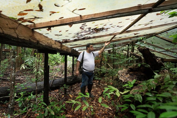 Joao de Athaydes, who is a meteorologist, shows part of the plastic panels installed to mimic stress from drought, at the Esecaflor project in the Caxiuana National Forest, Para state, Brazil, Thursday, March 20, 2025. (AP Photo/Jorge Saenz)