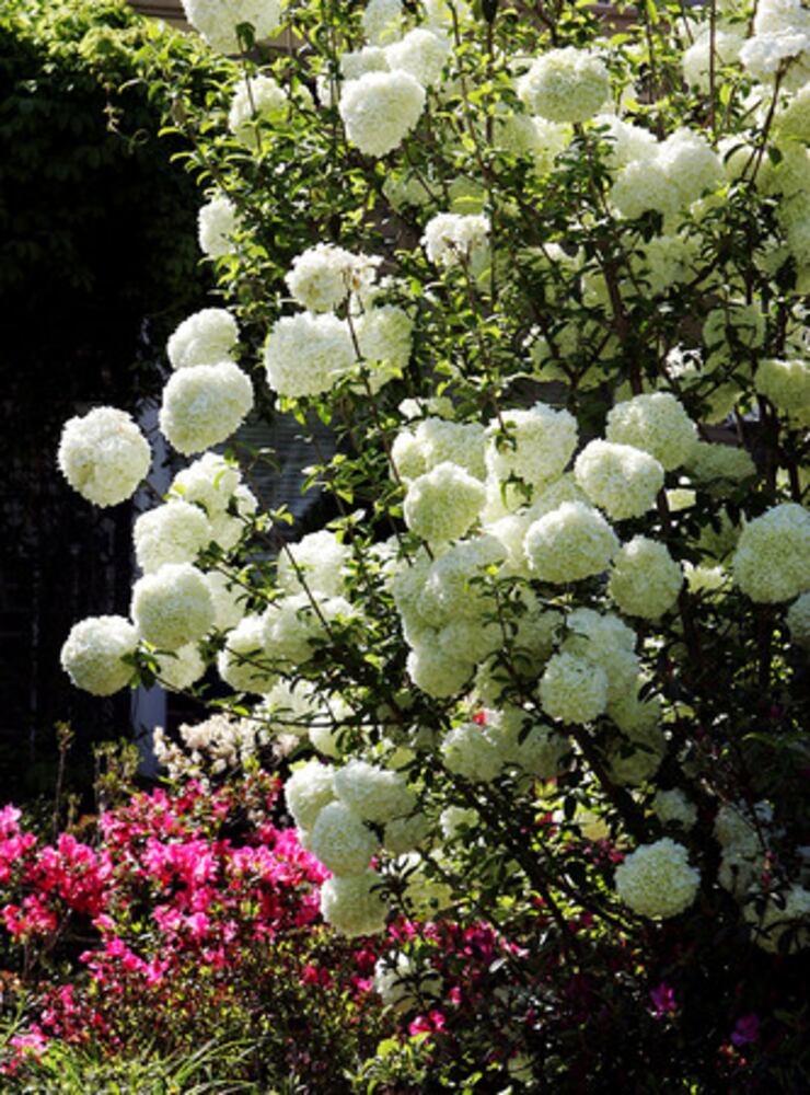 Quick course: What's blooming in metro Atlanta