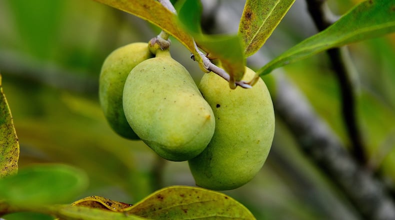 There are a handful of Paw Paw species native to the United States producing edible fruit. (Norman Winter/TNS)