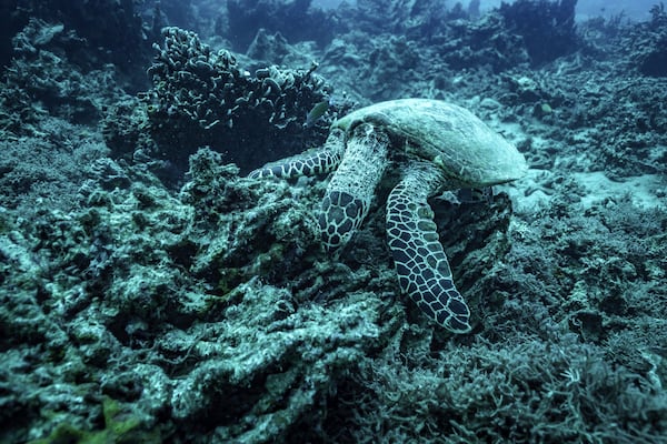 A sea turtle nibbles on what remains of the once vibrant reef at Havannah Harbour, off the coast of Efate Island, Vanuatu, on Sunday, July 20, 2025. (AP Photo/Annika Hammerschlag)