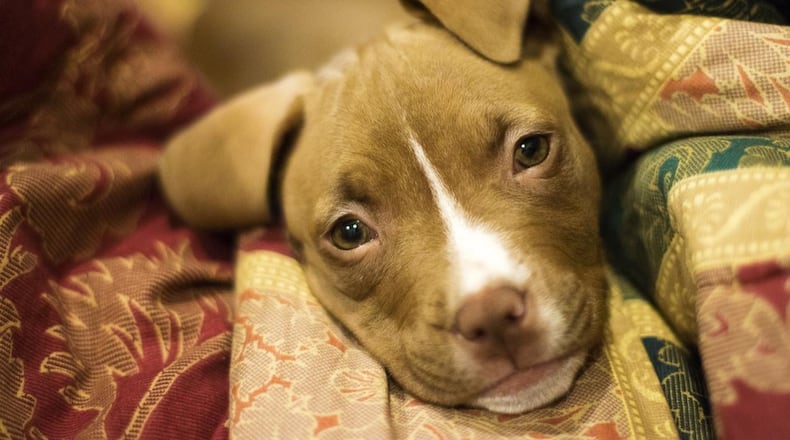 File image of a pit bull puppy.