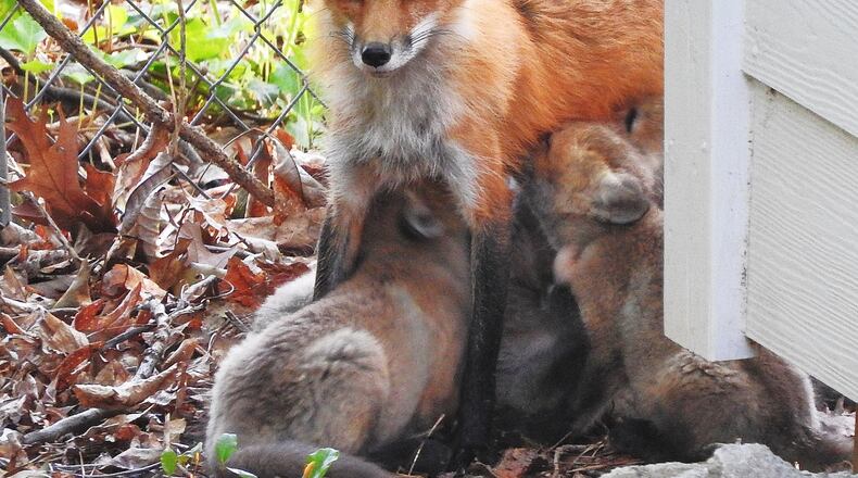 A red fox mother nurses her five pups near their den beneath a shed in the backyard of Jim and Virginia Sowell’s home in Atlanta. Red foxes are becoming more and more adapted to urban areas in Georgia. VIRGINIA GARDNER SOWELL