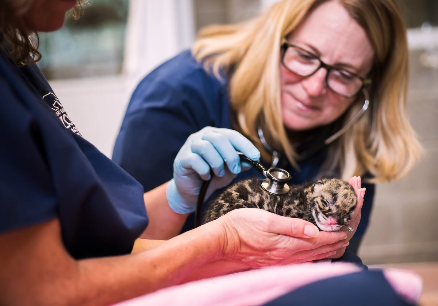 PHOTOS: Clouded leopard quadruplets healthy and adorable in Tacoma