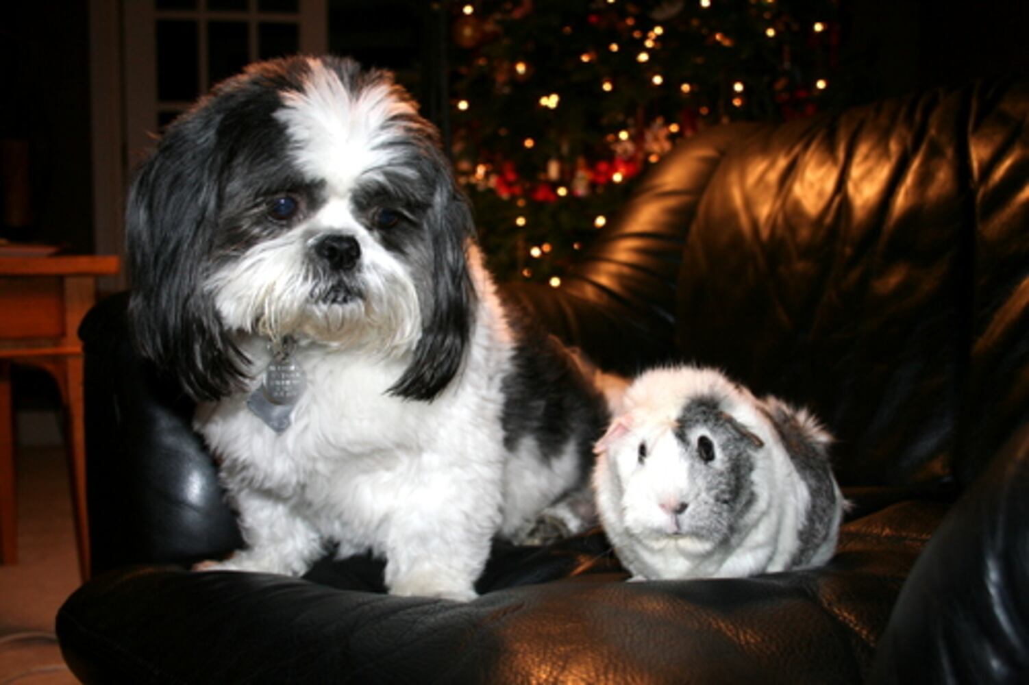 Cutest pets