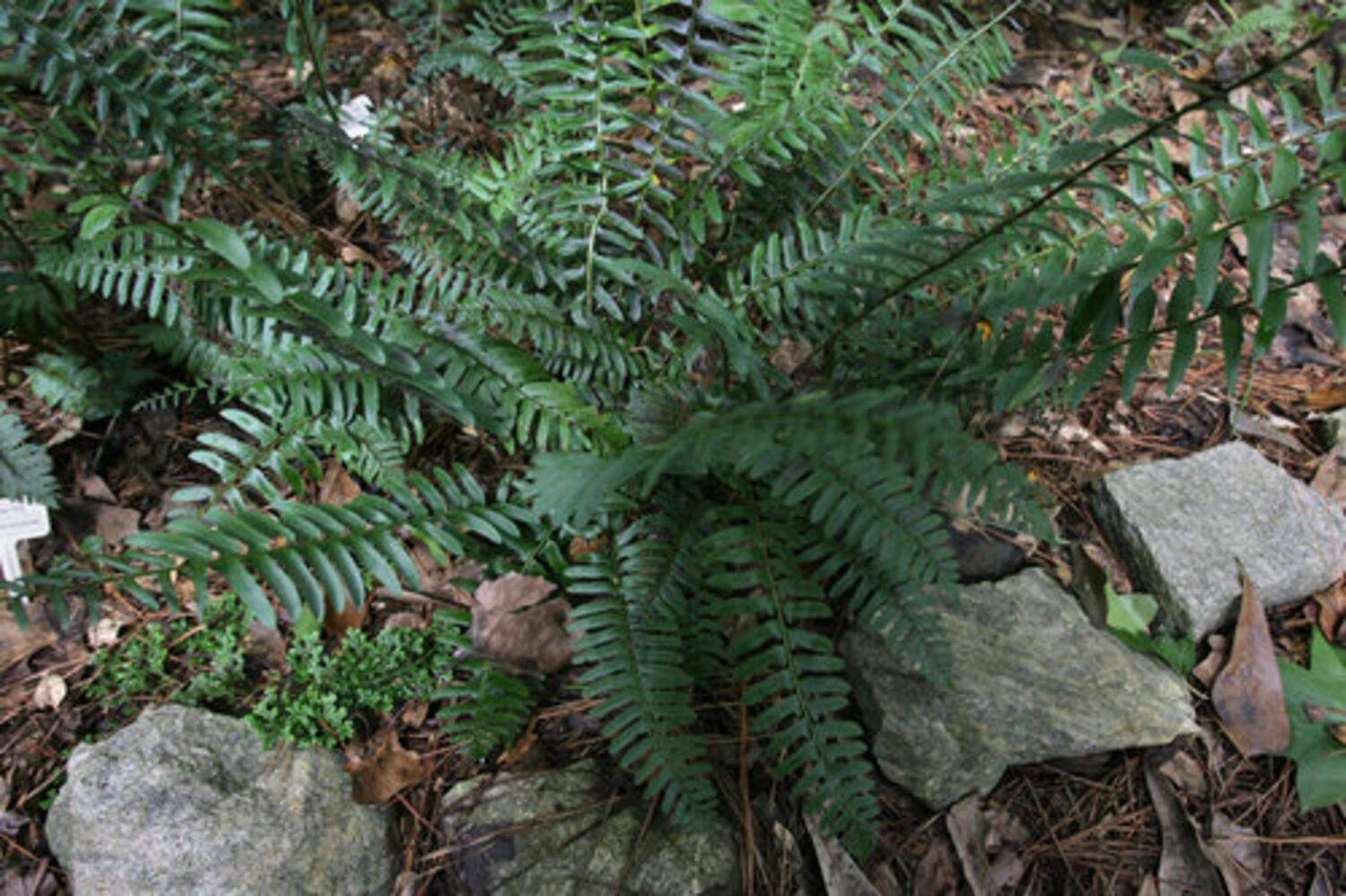 10 Hardy Ferns