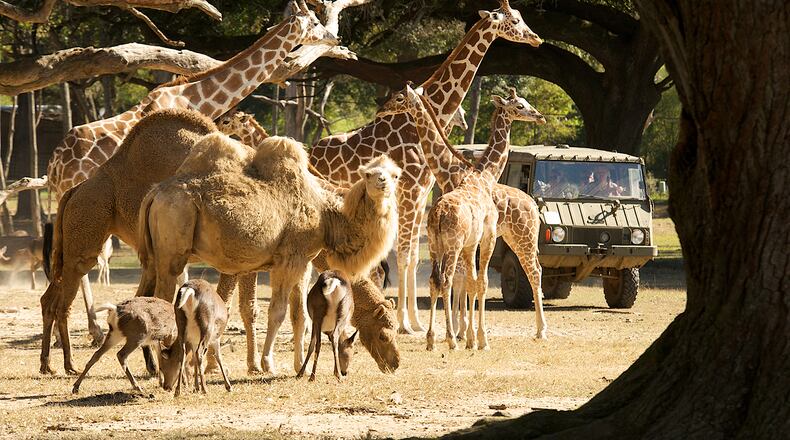 Exotic animals live at the Global Wildlife Center in Folsom. CONTRIBUTED BY GLOBAL WILDLIFE CENTER